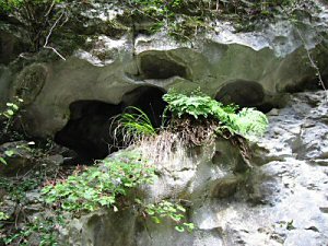 道端の岩も不気味に侵食されたものが多い。 ミニ鍾乳洞の洞口だらけである。 