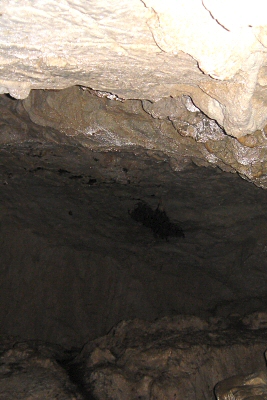 蒸し暑い空気が溜まった天井付近の奥の暗がりにコウモリのコロニーが。 