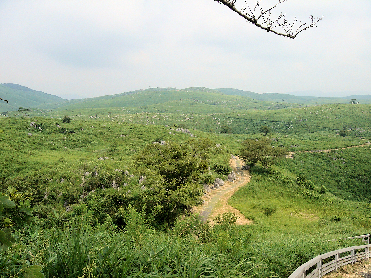 若竹山付近を望む、秋吉台の高原。 あっちにもこっちにもドリーネらしきものがある。 
