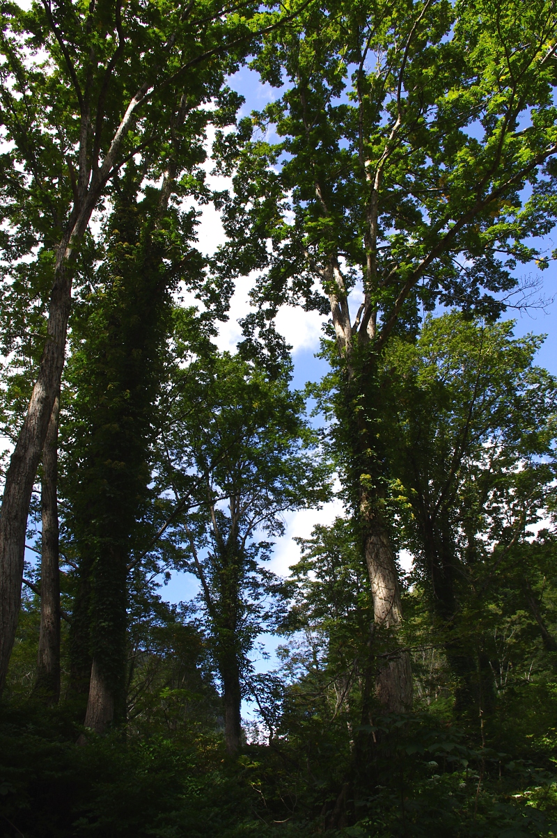 サワグルミの巨木。 この森では、ミズナラをサワグルミが駆逐しつつあるということである。