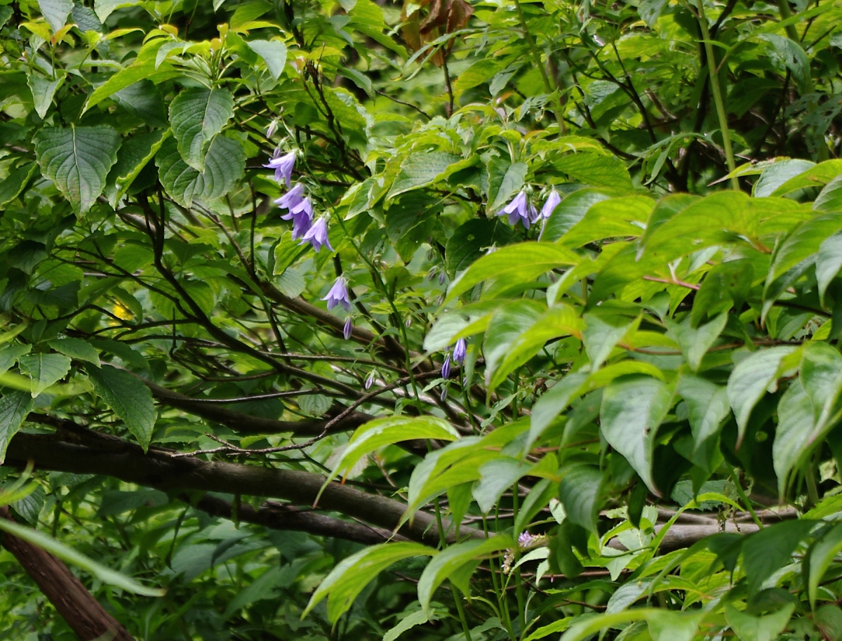 ハクサンシャジン（キキョウ科　Adenophora triphylla var. hakusanensis）野山に見られるツリガネニンジンの高山型変種とされ、タカネツリガネニンジンとも呼ばれる。低地のツリガネニンジンよりも花の色が濃い。これも季節最後の咲き残りのようです。