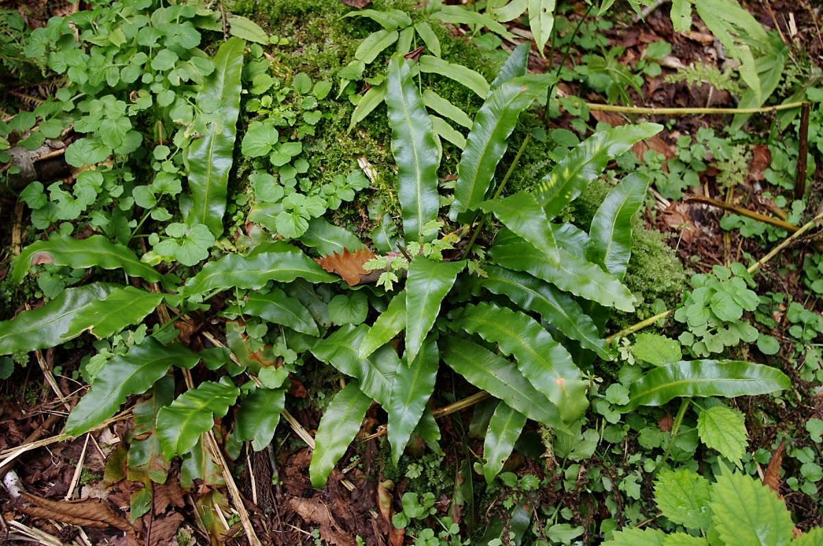 コタニワタリ（シダ植物 チャセンシダ科　Asplenium scolopendrium）オオタニワタリの仲間は、沖縄の密林など樹上に着生する南方系の植物ですが、コタニワタリは全国幅広く分布します。むしろ寒冷な山岳にあるイメージですが、ここ糸魚川黒姫山にも元気に茂っていました。羊歯の仲間の中では一番シンプルな葉のつくりで、葉が綺麗なので観葉植物としても栽培されるようです。どうも、奥秩父とかの沢沿いでよく見る気がするので、そもそも石灰岩が好きなようです。