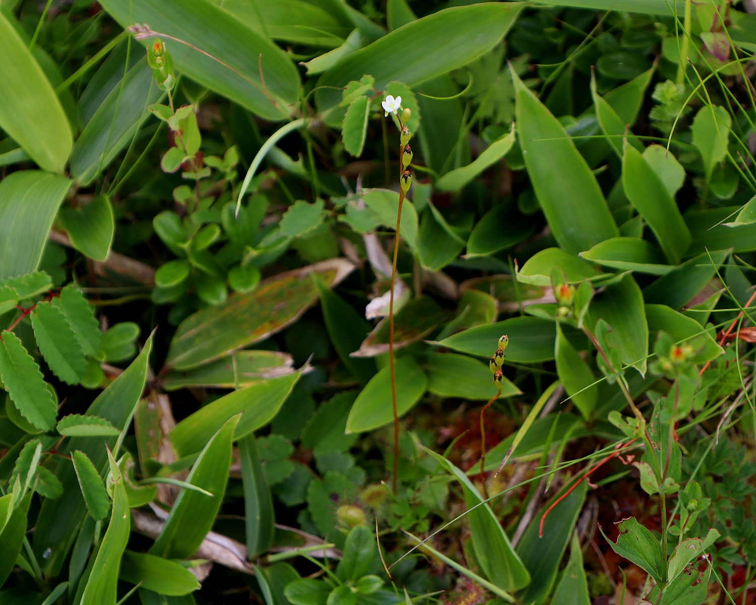 モウセンゴケの花