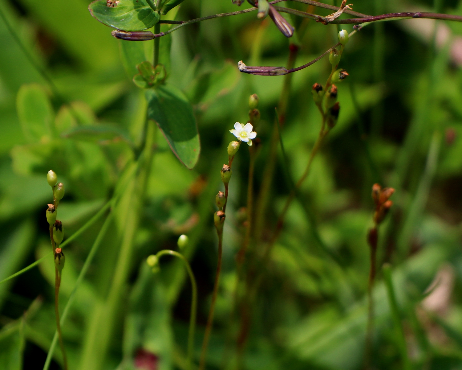 モウセンゴケの花