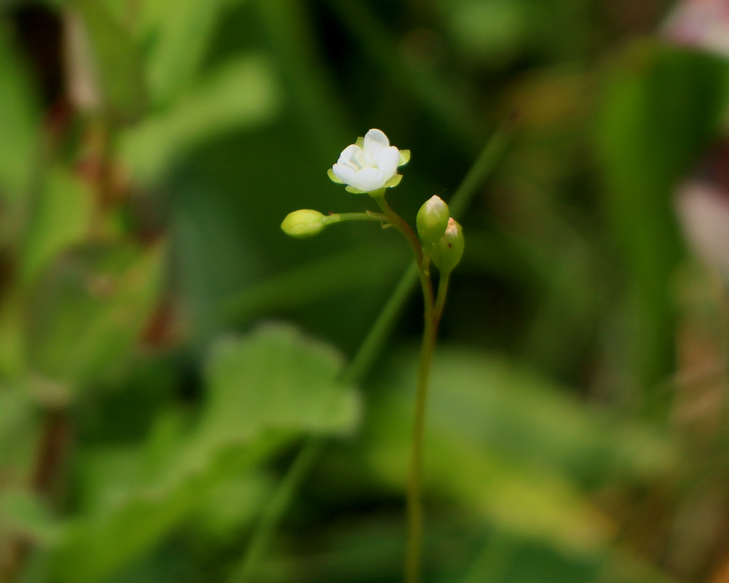 モウセンゴケの花