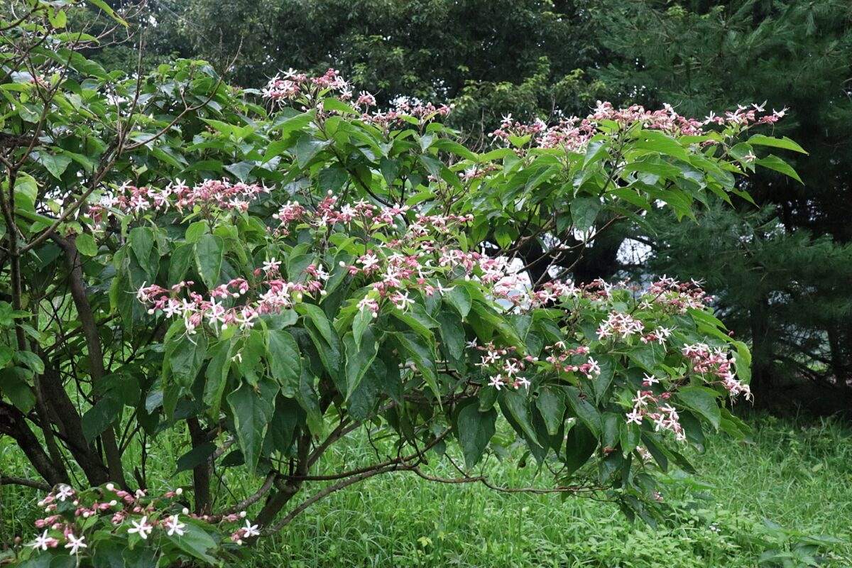 クサギ | 山川草木図譜 | | 野山の植物, 樹木, 7月, 8月, 夏, シソ科 | 【臭木】