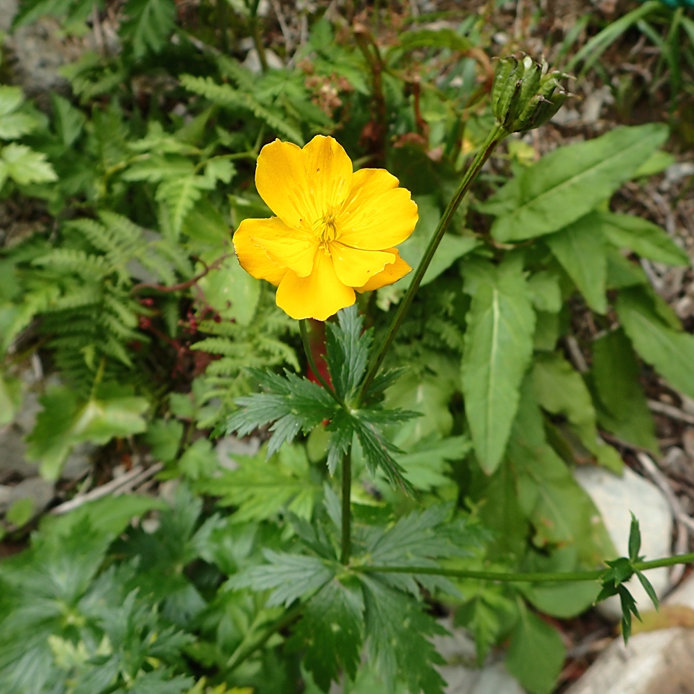 この花は、八重っぽい　　2015年8月　仙丈岳（標高約2300m）