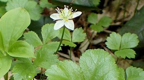 ミツバオウレン 山川草木図譜