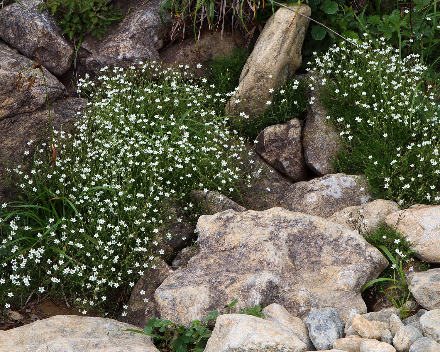 ホソバツメクサ