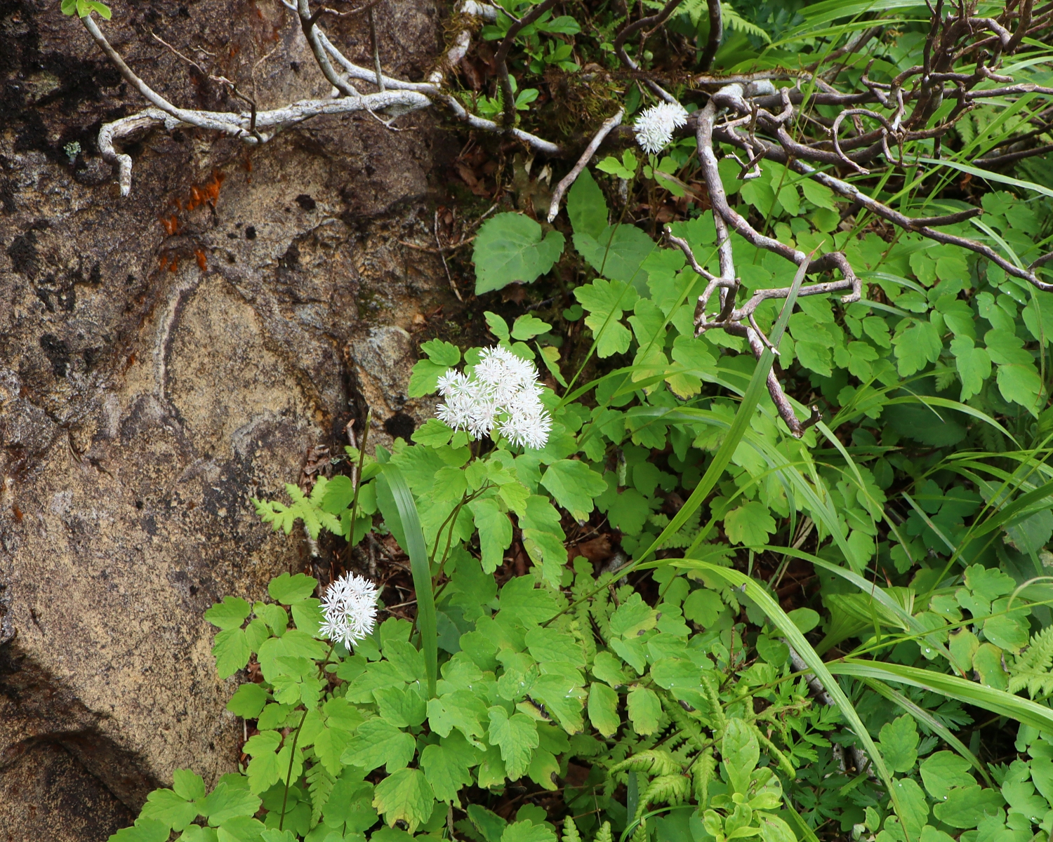 ミヤマカラマツ