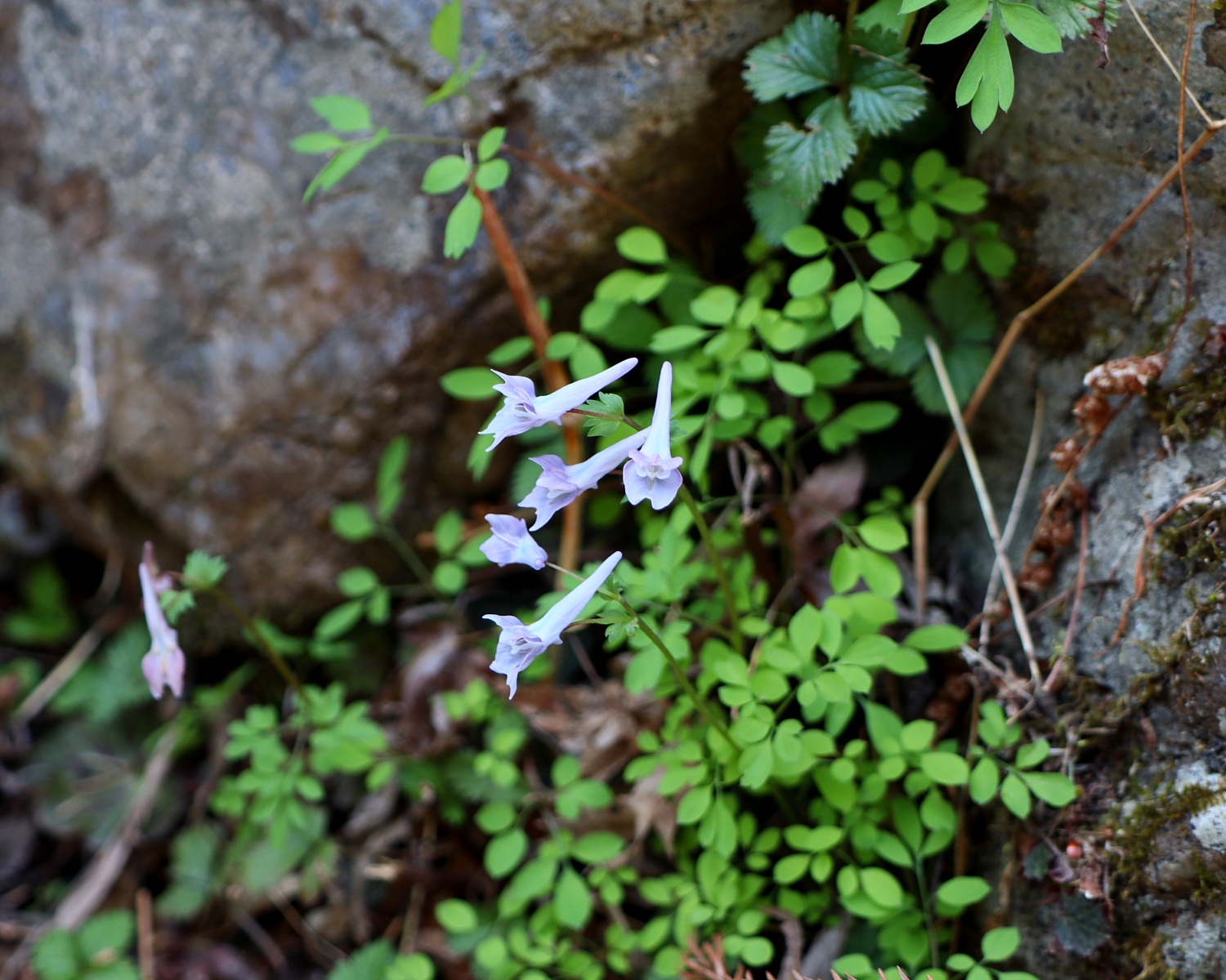 キンキエンゴサク