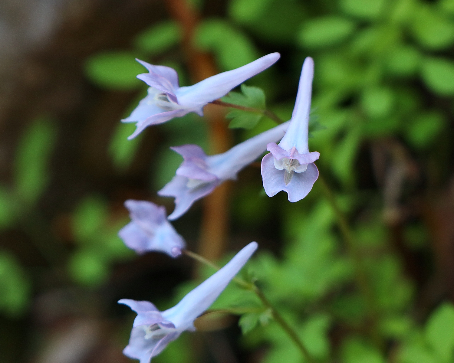 キンキエンゴサク