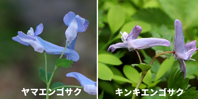 ヤマエンゴサクとキンキエンゴサクとの違い
