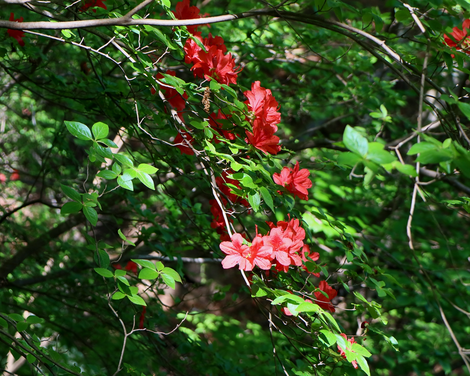 ヤマツツジ | 山川草木図譜 |野山の植物, 樹木, （ツツジ科ツツジ属