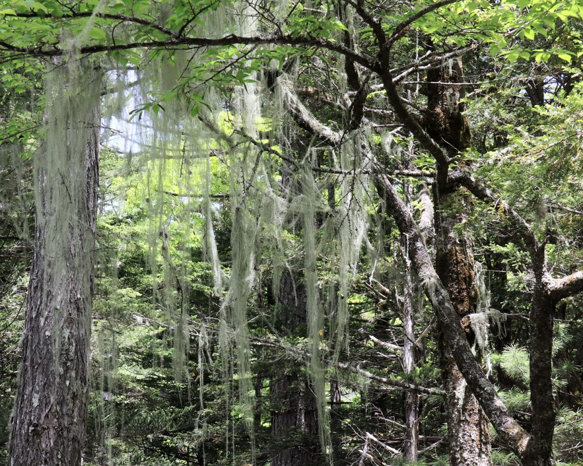 サルオガセ | 山川草木図譜 | 6月, 山岳の植物, 7月, 8 …