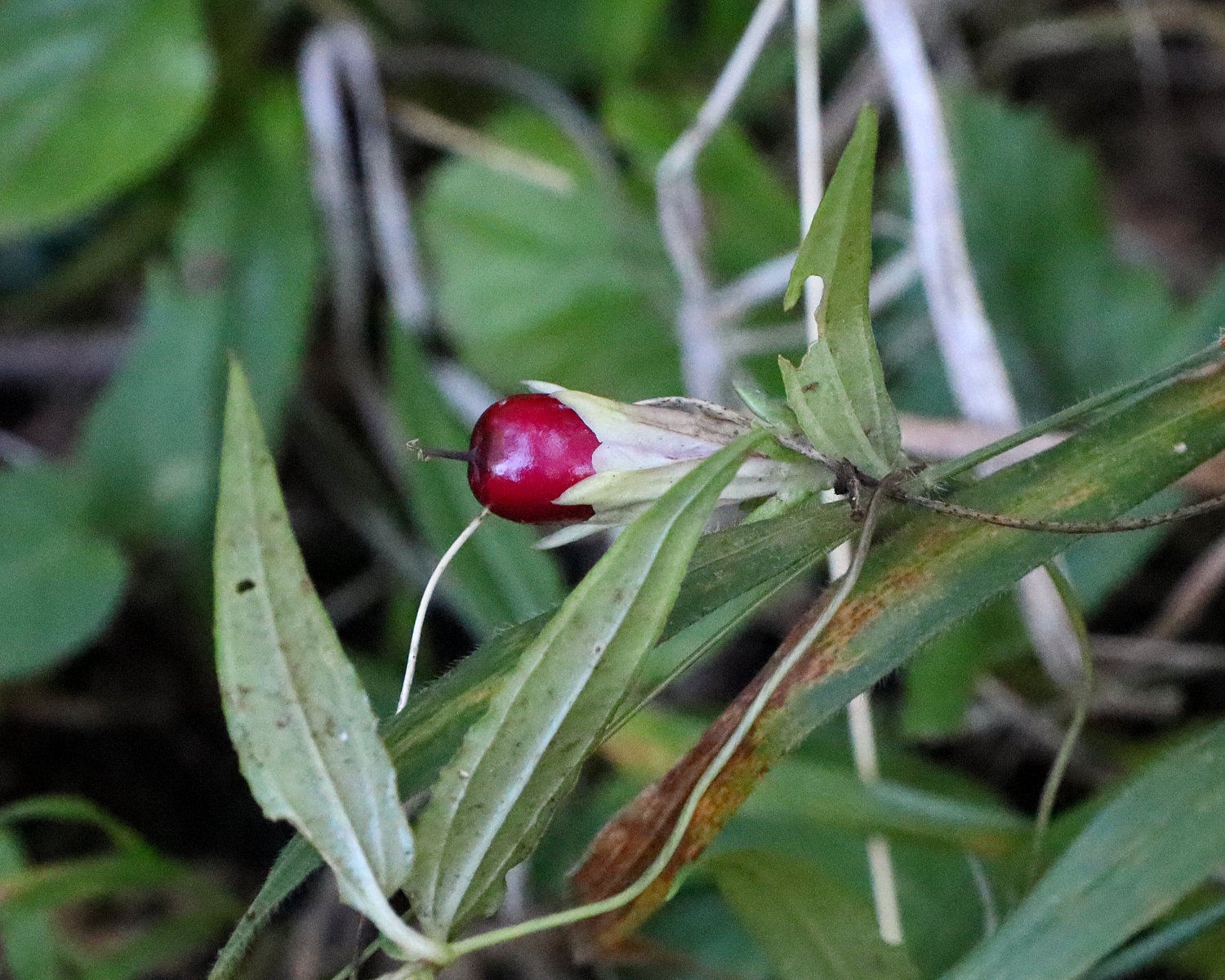 ツルリンドウの実