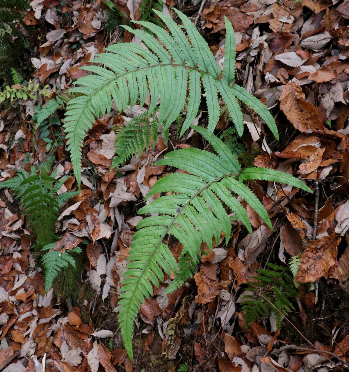 フモトシダ | 山川草木図譜 | 野山の植物, 羊歯, シダ植物コバノイシカグマ科| 【麓羊歯】