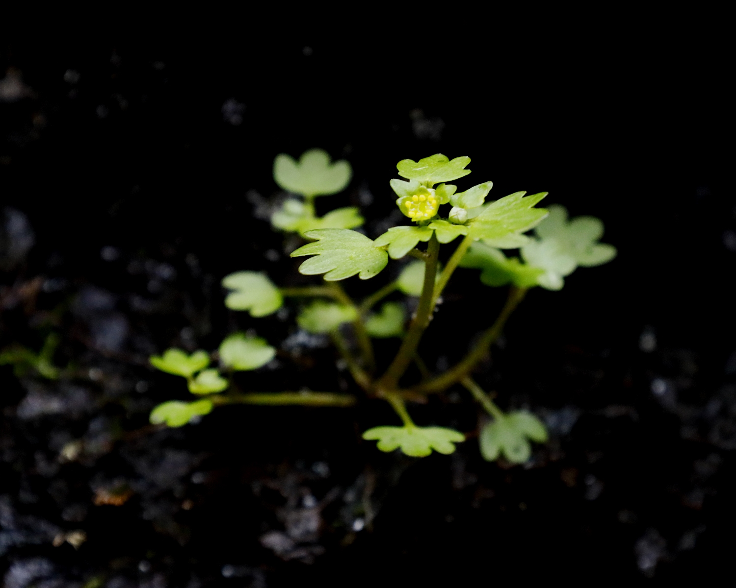 ツルネコノメソウ