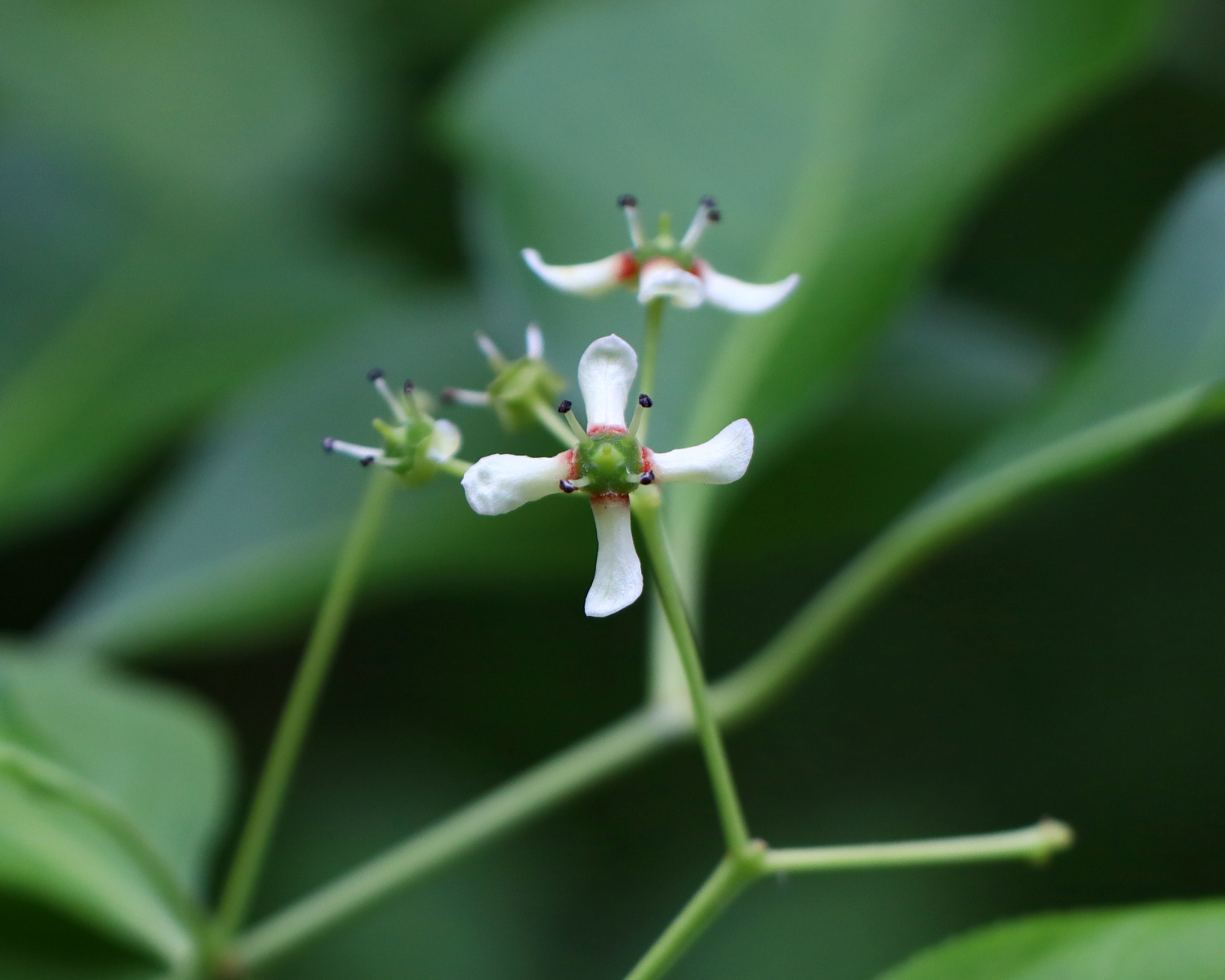 マユミ | 山川草木図譜 | 春, 野山の植物, 山岳の植物, 樹木,ニシキギ
