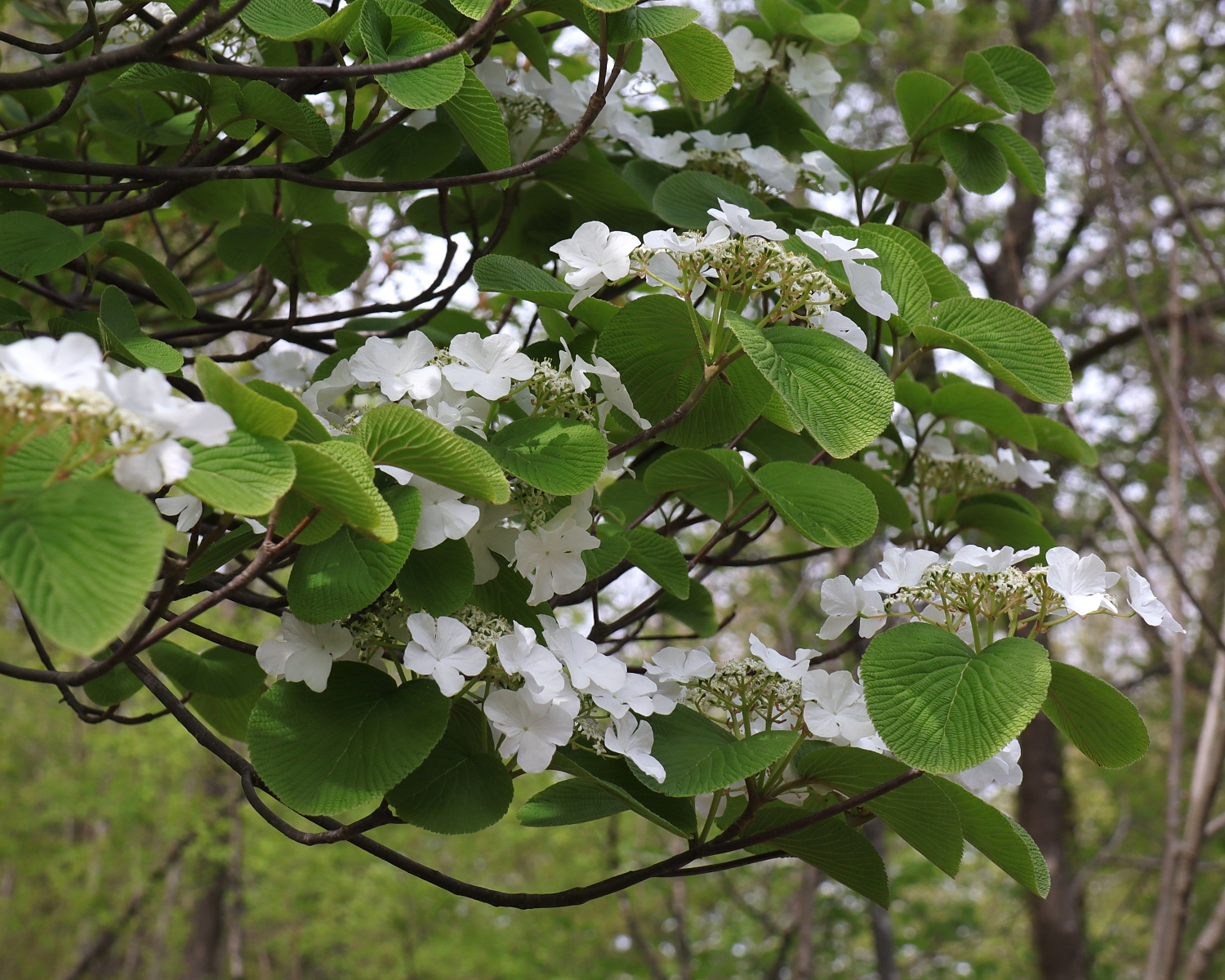 オオカメノキ | 山川草木図譜 | 春, 6月, 山岳の植物, 4月, 樹木 