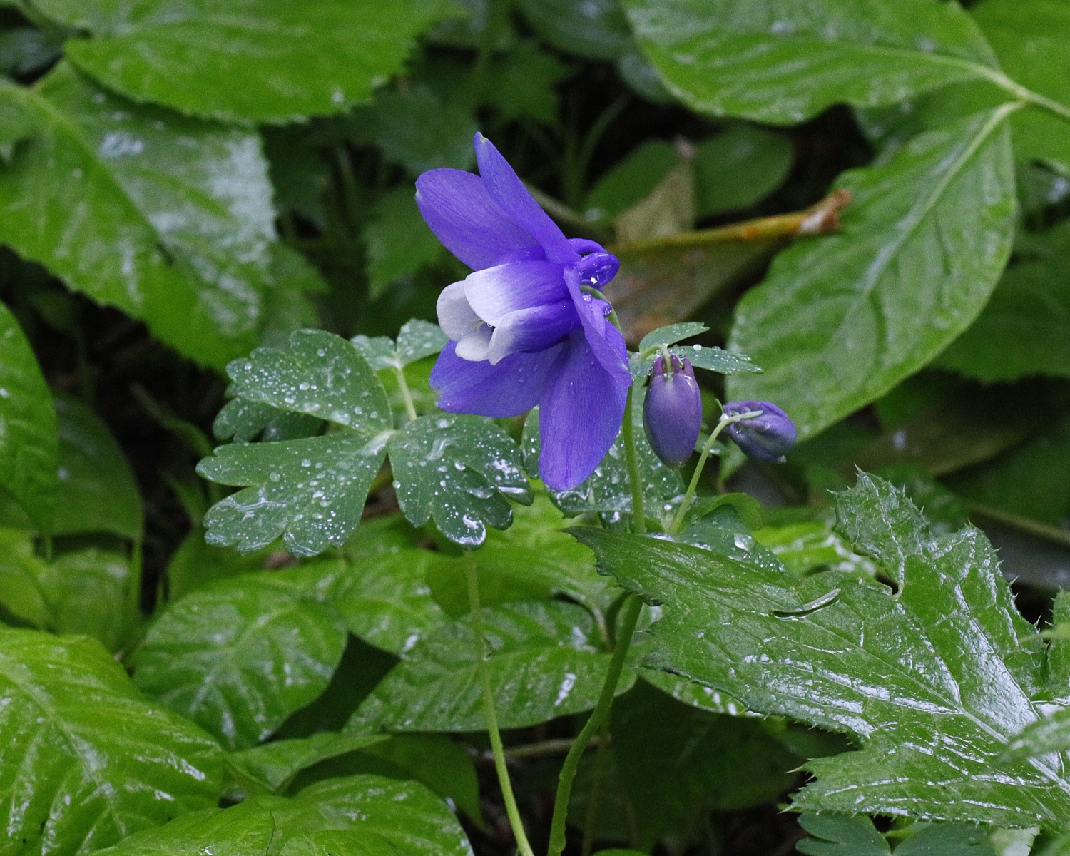 ミヤマオダマキ