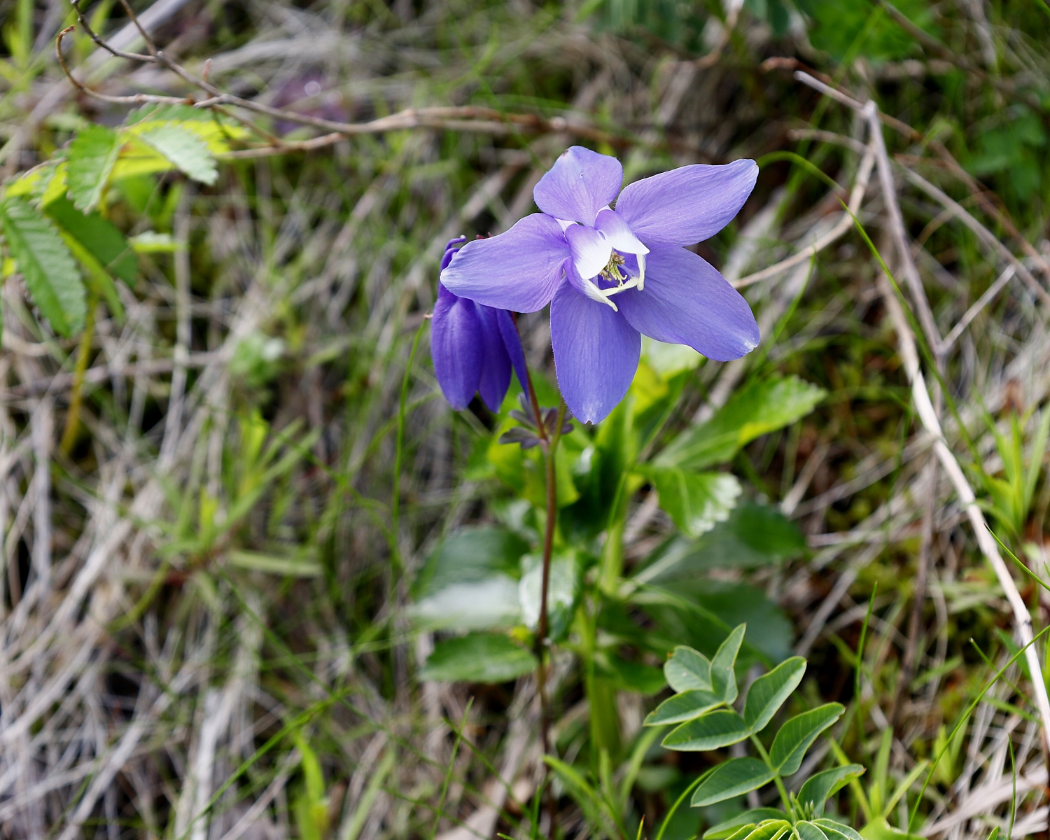 ミヤマオダマキ