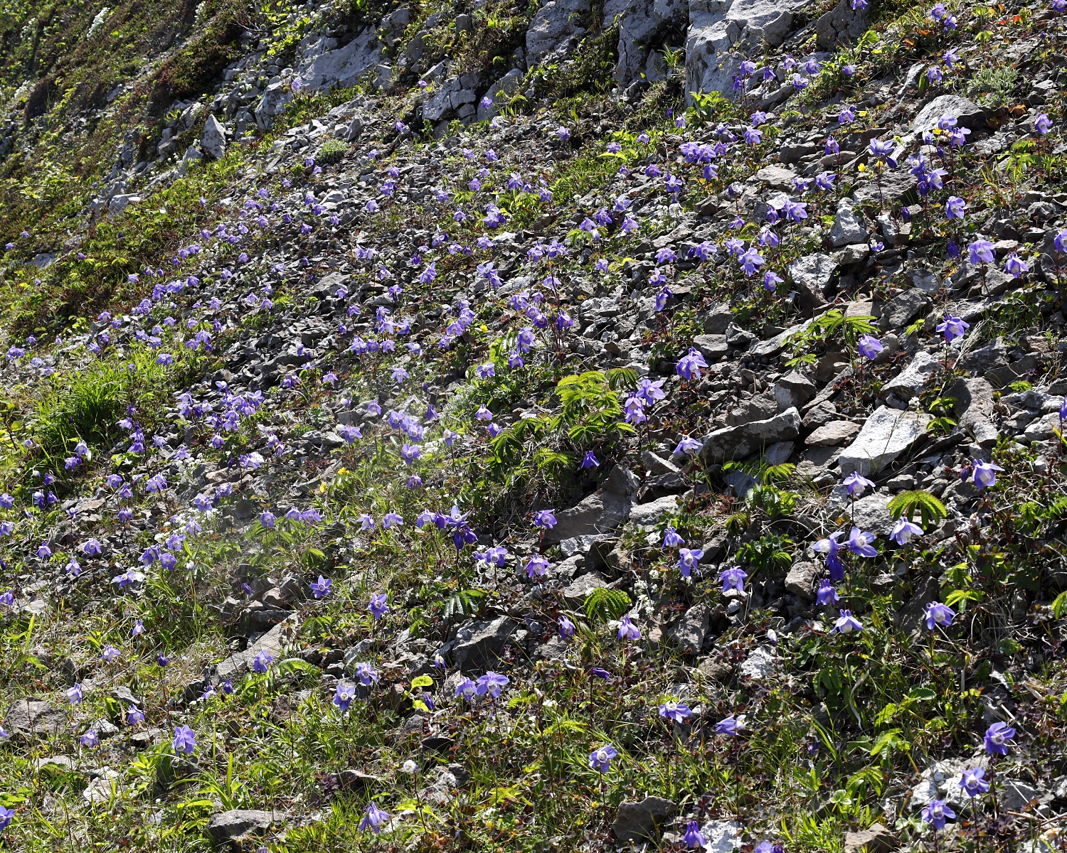 ミヤマオダマキ