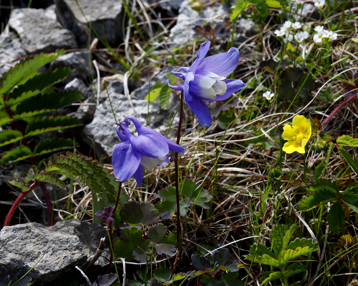 ミヤマオダマキ