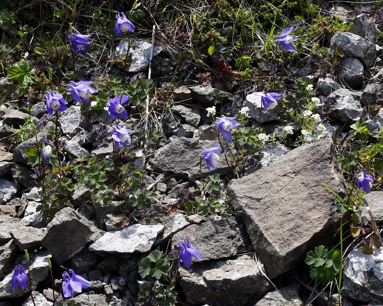 ミヤマオダマキ