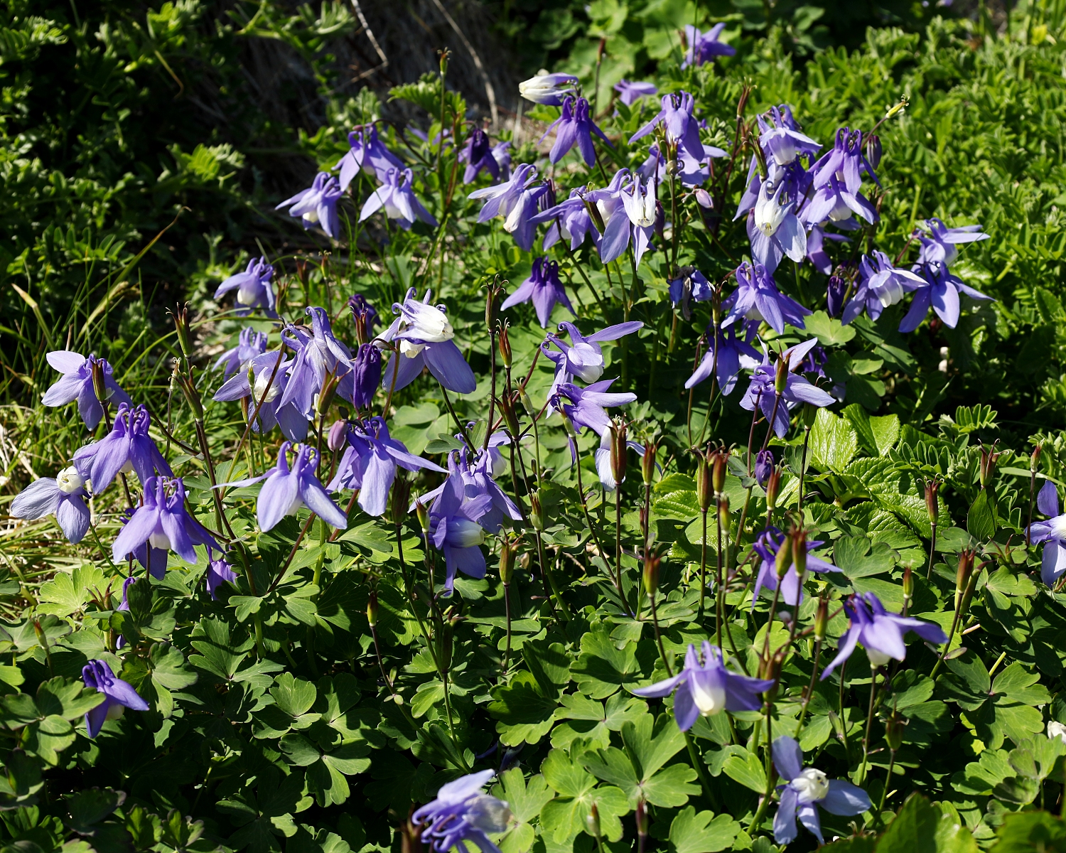 ミヤマオダマキ