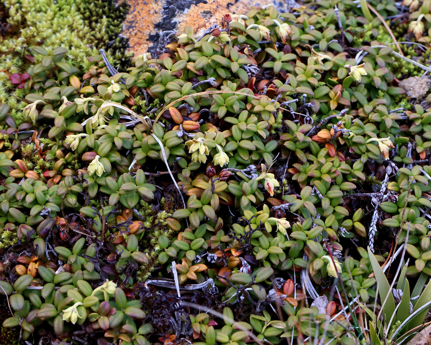 コメバツガザクラ果実