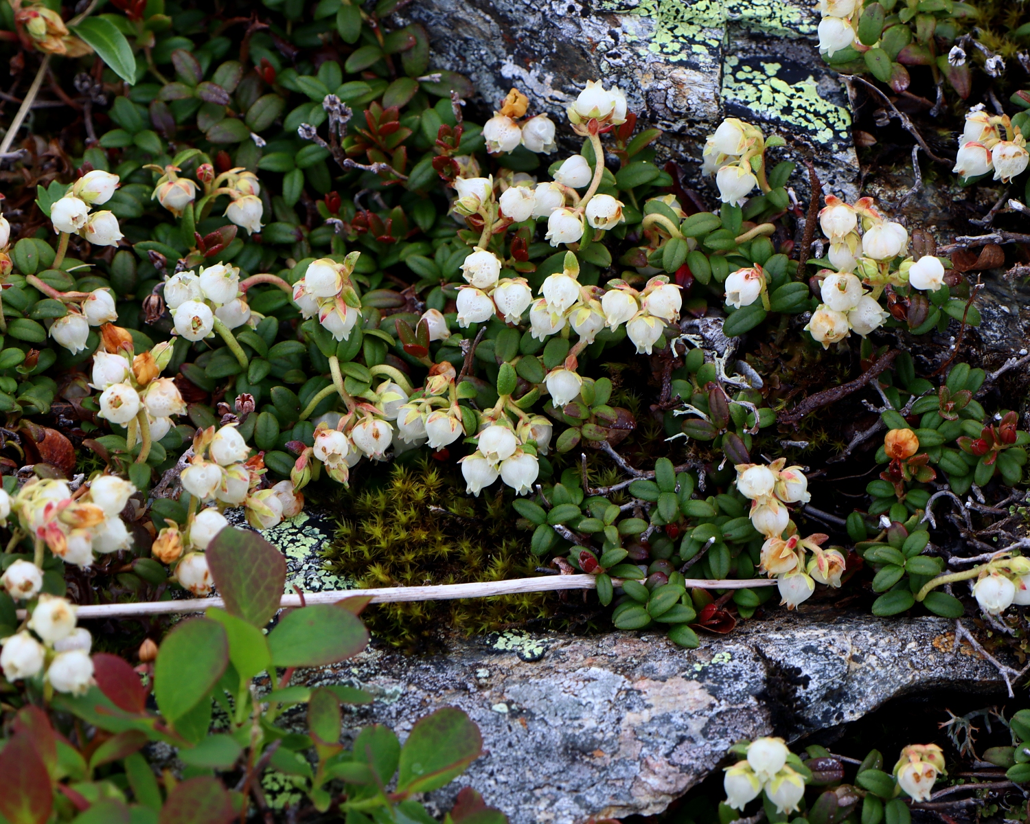 コメバツガザクラ