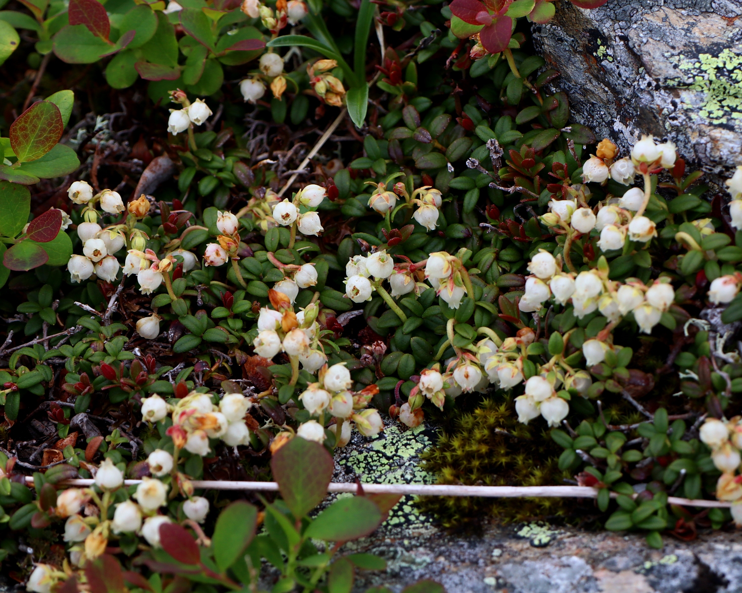 コメバツガザクラ