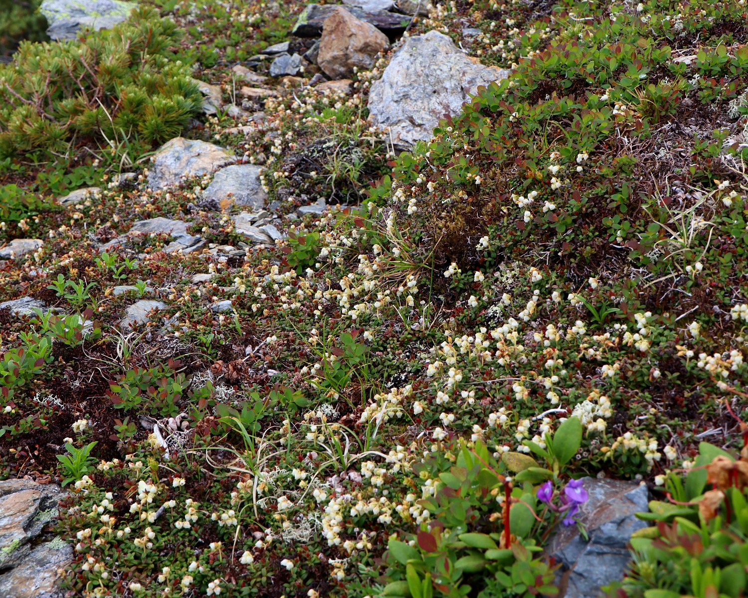 コメバツガザクラ