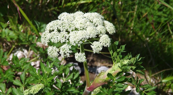 セリ科 | 山川草木図譜 | ふと気になった植物や自然の備忘録として