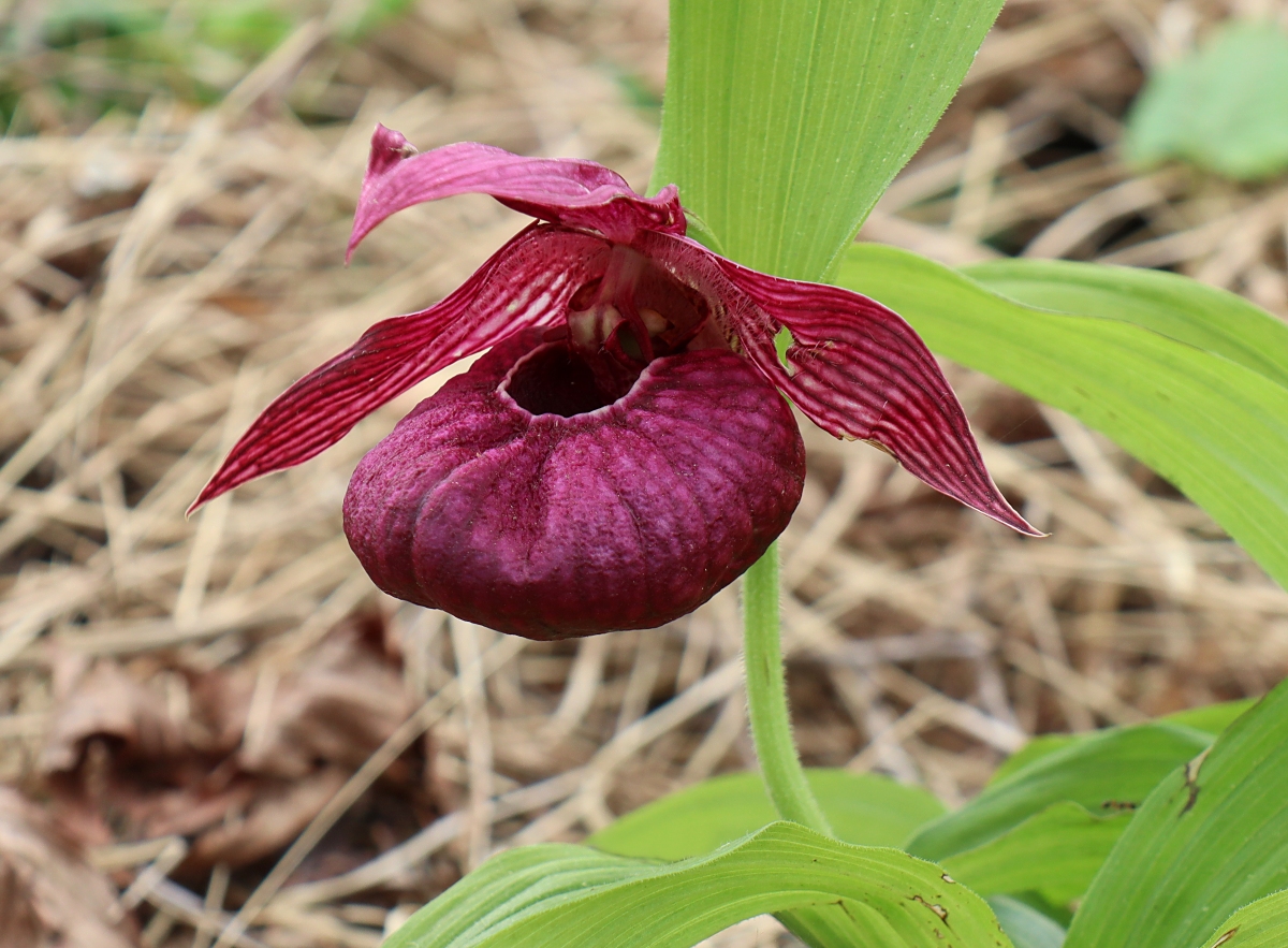 山野草 釜無ホテイアツモリソウ 花芽1 12-② - 鉢植え