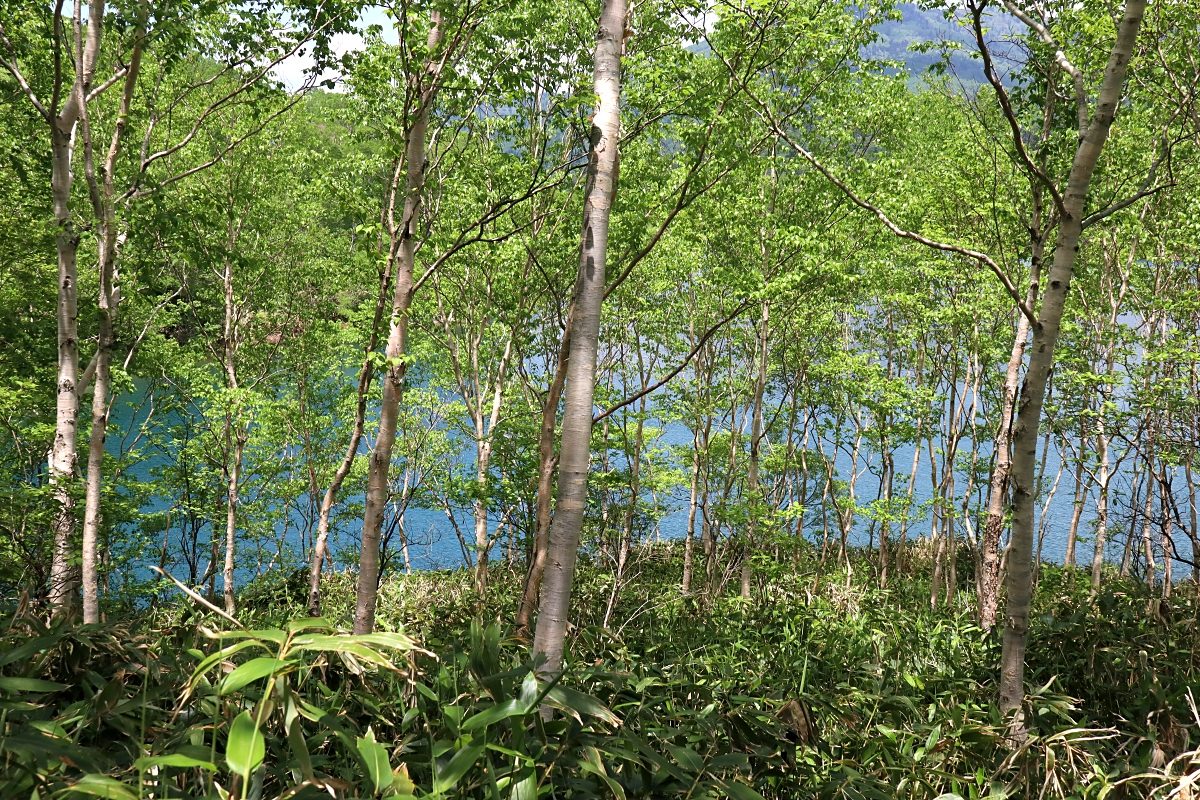 ダケカンバ 山川草木図譜