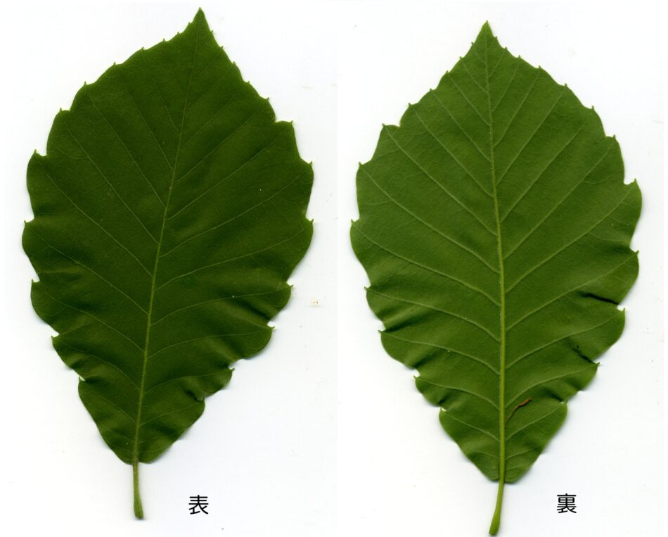 コナラ | 山川草木図譜 | 春, 野山の植物, 樹木, 4月, 5月, ブナ科, 3月 | 【小楢】