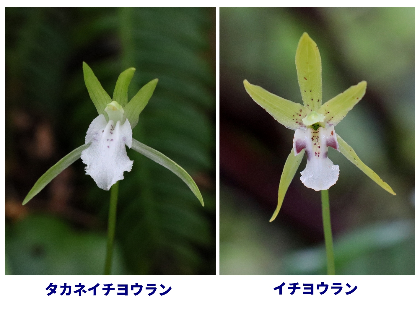 「イチヨウラン」と「タカネイチヨウラン」