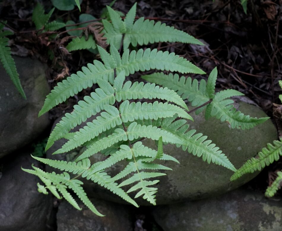 ハイミミガタシダ | 山川草木図譜 | 野山の植物, 8月, 羊歯, ヒメシダ科 【這耳形羊歯】
