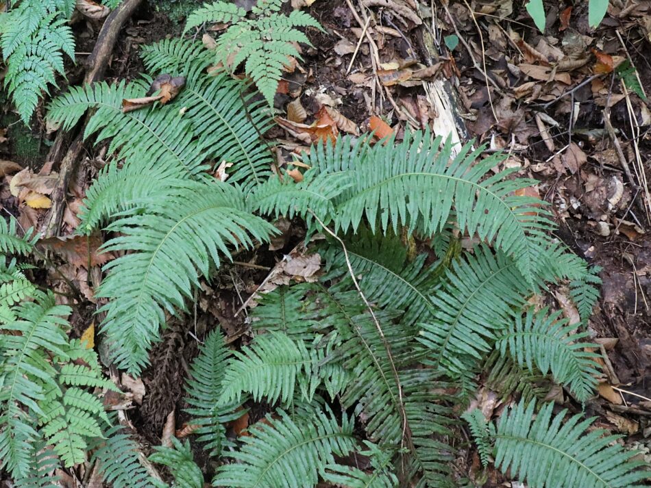 シダ植物 山川草木図譜