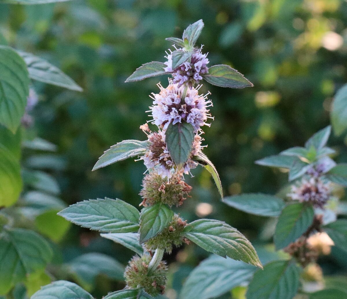 ハッカ(ニホンハッカ) | 山川草木図譜 | 野山の植物, 園芸植物, 夏, 秋, シソ科