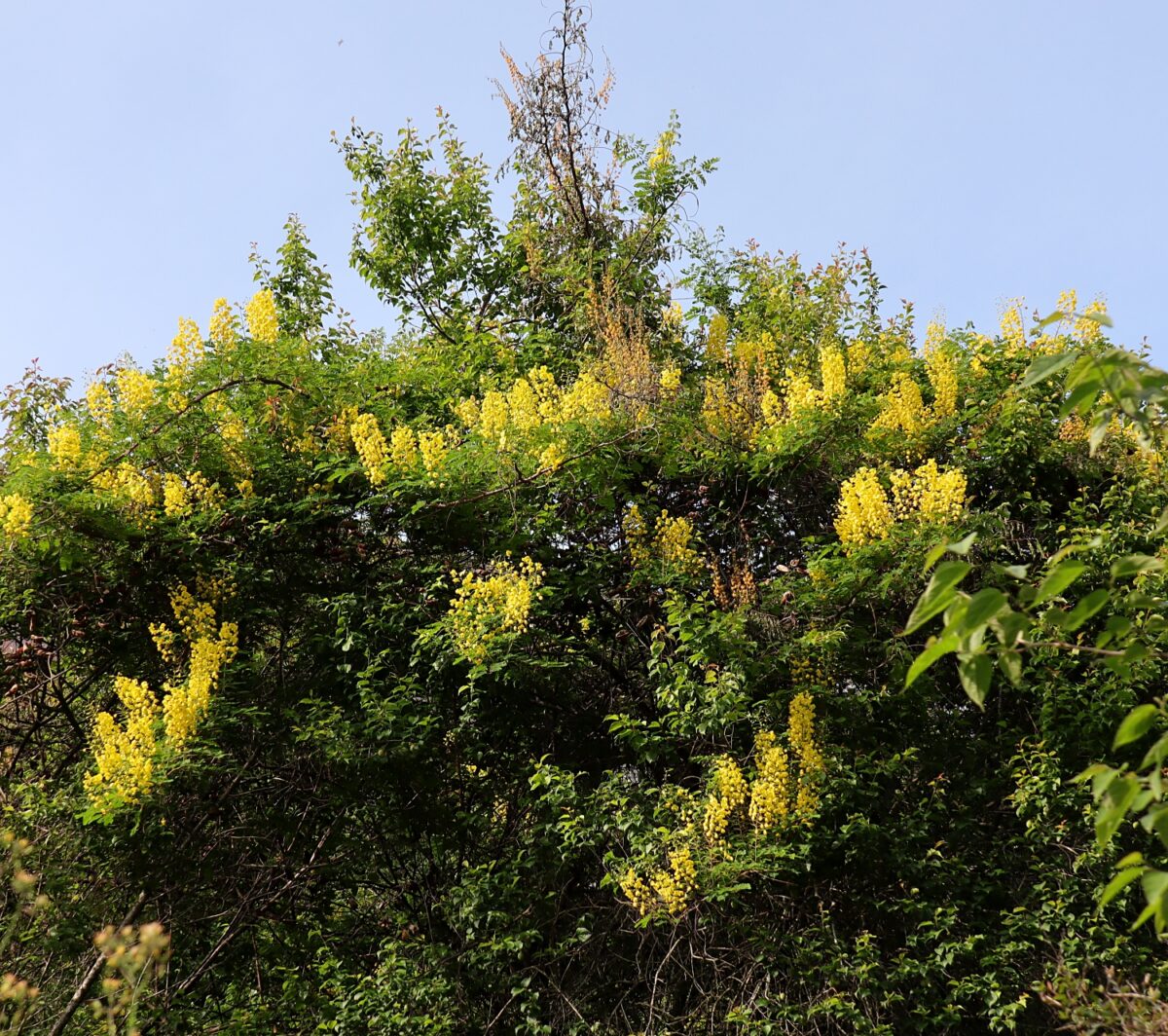 ジャケツイバラ | 山川草木図譜 | 野山の植物, 春, 5月, 樹木, マメ科