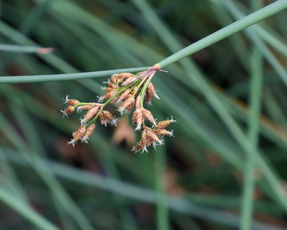 水生植物 山川草木図譜