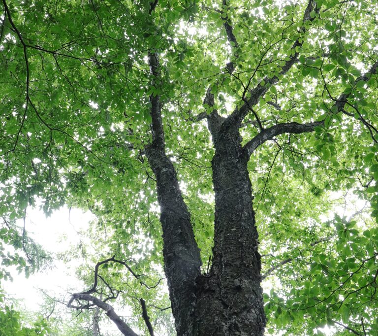 カバノキ科 | 山川草木図譜