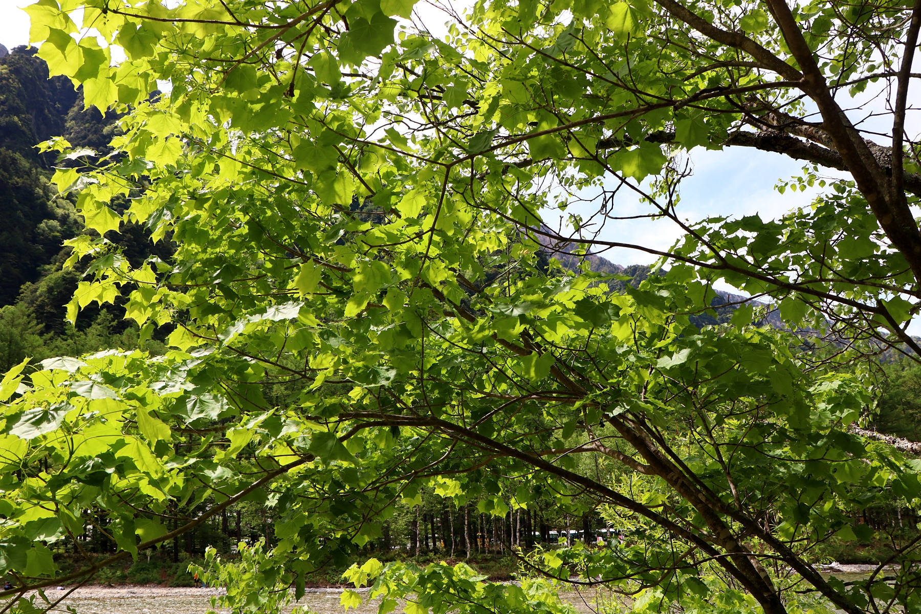 イタヤカエデ | 山川草木図譜 | | 春, 6月, 山岳の植物, 5月, 樹木