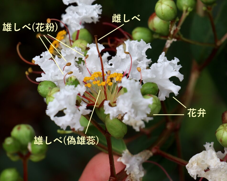 サルスベリ | 山川草木図譜 | 夏, 秋, 8月, 街での植物, 園芸植物, 樹木, ミソハギ科