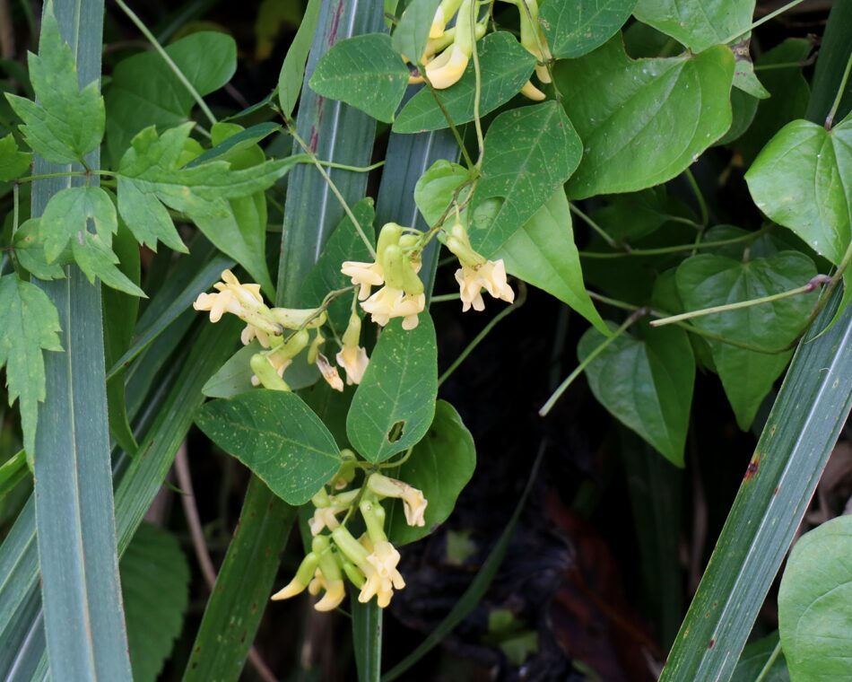 ノササゲ | 山川草木図譜 | 野山の植物, 9月, 秋, マメ科 ノササゲ属 | 【野大角豆】