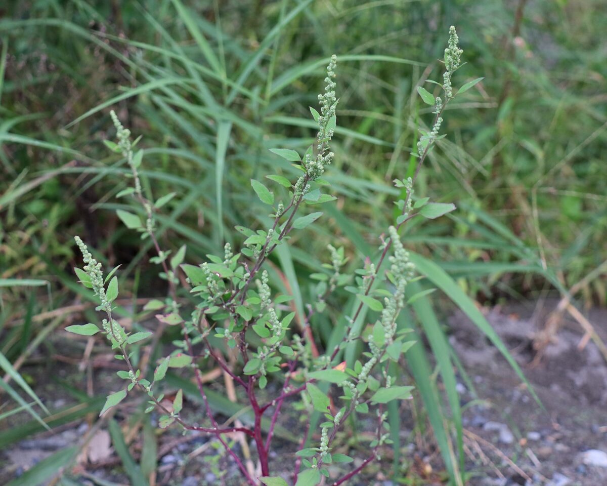 シロザ | 山川草木図譜 | 野山の植物, 9月, 秋, ヒユ科 【白藜】