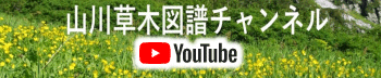 山川草木図譜youtubeチャンネル